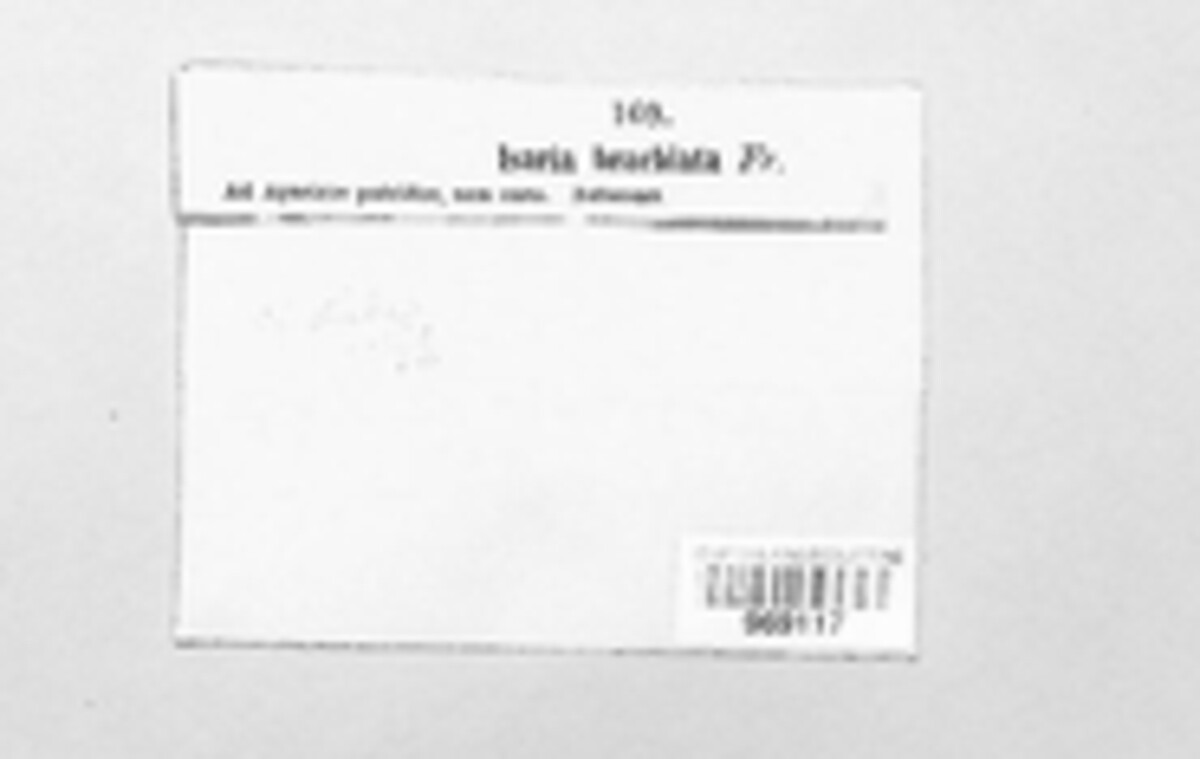 Tilachlidium image